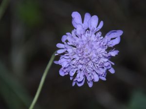 flora sassovivo 2